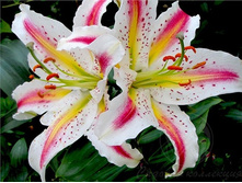 ����� �������� (Playtime) ���-�� � �������� 5 ��., ���� �� �������� 250 ���..jpg