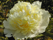 ���� ����� ������ ( Laura Dessert) ���-�� � �������� 1 ��., ���� �� �������� 269 ���..jpg