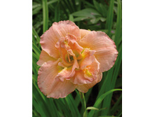 �������� ������ ���� ������� (Siloam Olin Frazier) ���-�� � �������� 1 ��., ���� �� �������� 135 ���..jpg