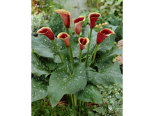 ����� ������ ���. ����.jpg