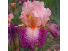 ���� Rose de Perse-7,90.jpg