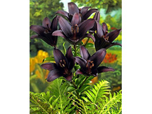 ����� ������� (Landini) ���-�� � �������� 5 ��., ���� �� �������� 160 ���..jpg