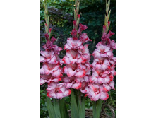 ��������� ��������� (Greyhound) ���-�� � �������� 10 ��., ���� �� �������� 85 ���..jpg