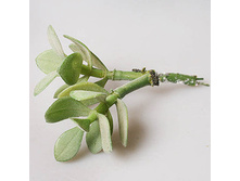 ��������� 42303-1 200�.jpg