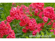 ����� ��������� ���. ����.jpg