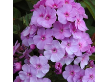 ����� ����� ���� (Lilac Time) ���-�� � �������� 1 ��., ���� �� �������� 55 ���..jpg