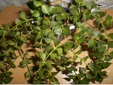 ��������  Ruscifolia.