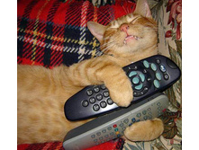 7e40038337c895b312e3a6adb66b2d11 3298Remote-Cat.jpg