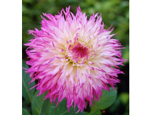 �������� ����� ����� (Snoho Diane) ���-�� � �������� 1 ��., ���� �� �������� 80 ���..jpg