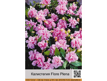 ���������� Flore Plena ���� 1 �� 46�