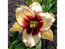 �������� ���� ������ (Dream Legacy) ���-�� � �������� 1 ��., ���� �� �������� 179 ���..jpg