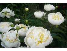 ���� ������ ���� ���. ����2.jpg