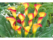 ����� ��� ������ (Peach chiffon) ���-�� � �������� 3 ��., ���� �� �������� 240 ���..jpg