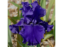 ���� Java Bleue-6,58.jpg