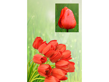 ���������   39 ���.  ����� ������ 10 ��!!!