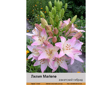 ����� Marlene ��� 10 ��, ���� �� 1 �� 40�
