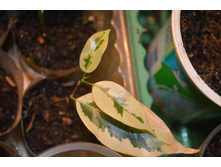 ����� ����� '�� �������' (De Gantel)