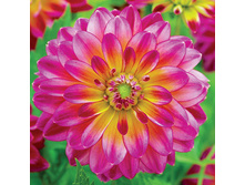 �������� ������� (Kalinka) ���-�� � �������� 1 ��., ���� �� �������� 70 ���..jpg