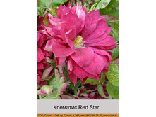 �������� Red Star  ���� 1 �� 238�