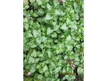 ������� ���� ����-50 ���