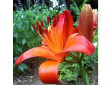 ����� ���� �������� (Gran Paradiso) ���-�� � �������� 5 ��., ���� �� �������� 150 ���..jpg