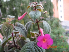 .�������� Harry Williams