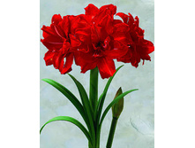 ��������� ��� ����� (Red Peacock) ���-�� � �������� 1 ��., ���� �� �������� 319 ���..jpg