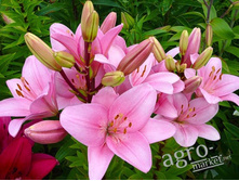 ����� �������� ���. ����2.jpg