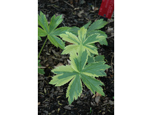 ���������� ���������*