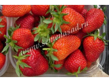 ��������� ������� ��������.jpg