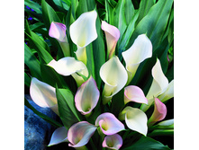 ����� ������� ���. ����.jpg