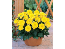 �������� ������� ������ (Gallery Cezanne) ���-�� � �������� 1 ��., ���� �� �������� 85 ���..jpg