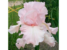 ���� ������ (Vanity) ���-�� � �������� 1 ��., ���� �� �������� 99 ���..jpg