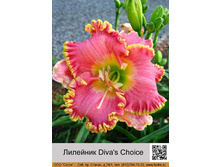 �������� Diva's Choice ���� 1 �� 335�.00�.