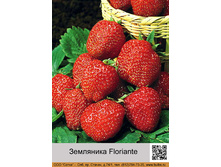 ��������� Floriante 40� �� 1 ����