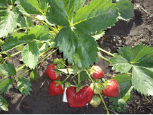 ��������� ������� �������.jpeg