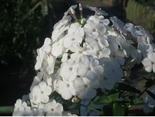 ����� ����� (White) ���-�� � �������� 1 ��., ���� �� �������� 49 ���..jpg