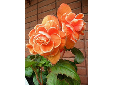 ������� ������ ���� ������� ���. ����2.jpg