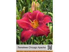 �������� Chicago Apache ���� 1 �� 102�.00�.