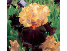 Foreign Legion-11,41.jpg