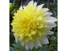 ������� ��������� (Paso Doble) ���-�� � �������� 1 ��., ���� �� �������� 80 ���..jpg