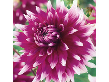 �������� �������� ����� (Englands Glory) ���-�� � �������� 1 ��., ���� �� �������� 80 ���..jpg