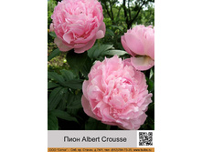 ���� Albert Crousse ���� �� 1 �� 287�.00�.