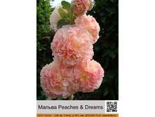 ������ Peaches & Dreams ���� 138� �� 1 ��