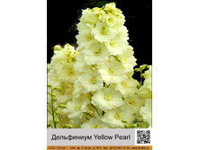 ���������� Yellow Pearl ���� 1 �� 129�.00�.