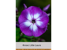 ����� Little Laura ���� �� 1 �� 66�.00�.