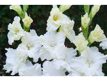 ��������� ���� ������ (Snowy Frizzle) ���-�� � �������� 10 ��., ���� �� �������� 85 ���..jpg