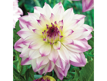 �������� ��������� ������ (Ferncliff Illusion) ���-�� � �������� 1 ��., ���� �� �������� 75 ���..jpg