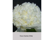 ���� Charlies White ���� 1 �� 287�.00�.