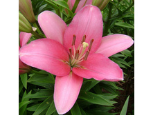 ����� �������� (Brindisi) ���-�� � �������� 5 ��., ���� �� �������� 100 ���..jpg